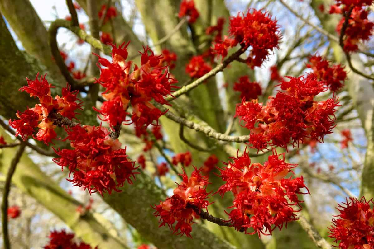 Close up of red maple tree blossom.