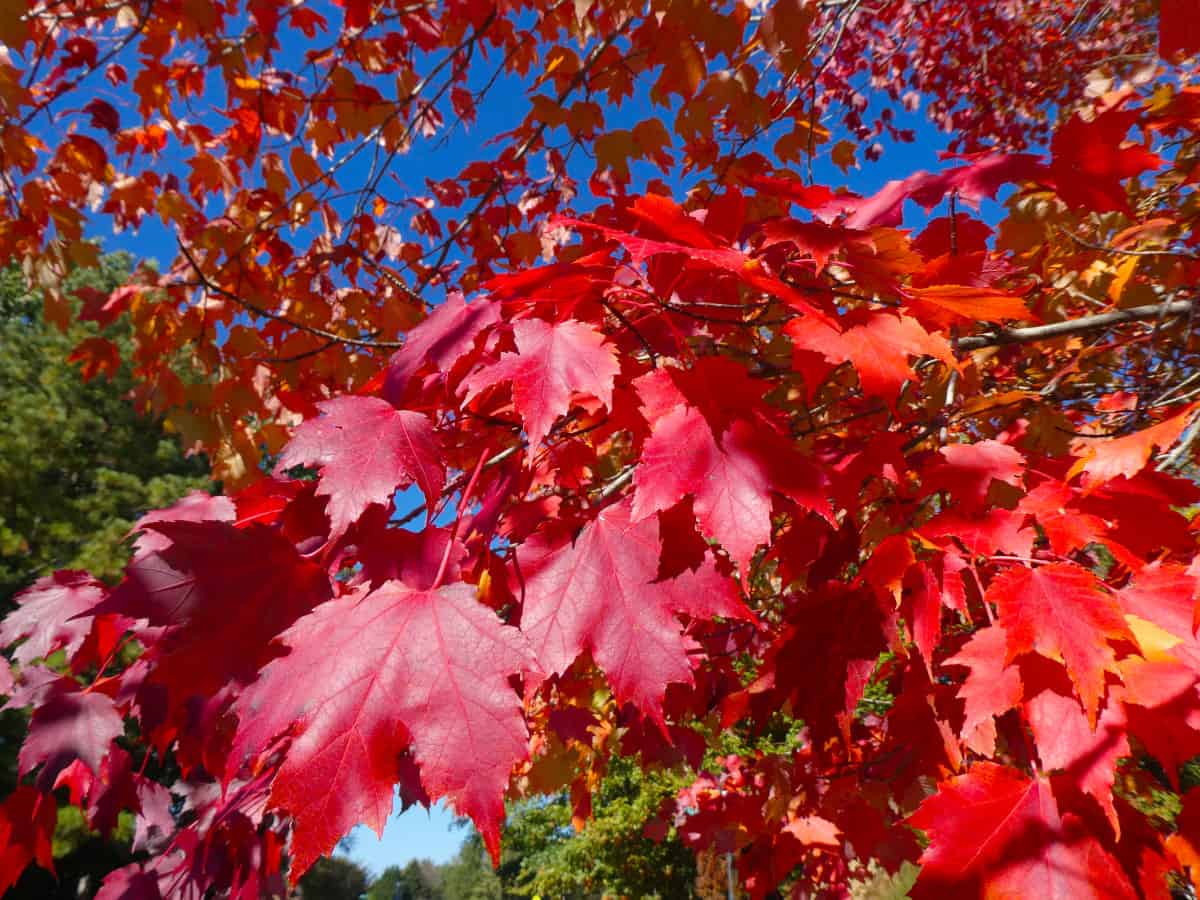 Close up of red maple tree leaves.