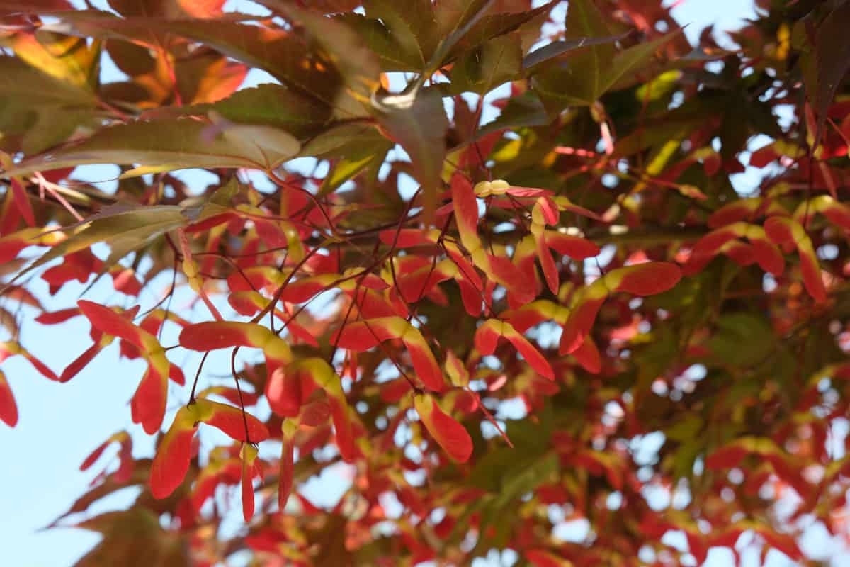 Close up of red maple tree seeds on the branch.