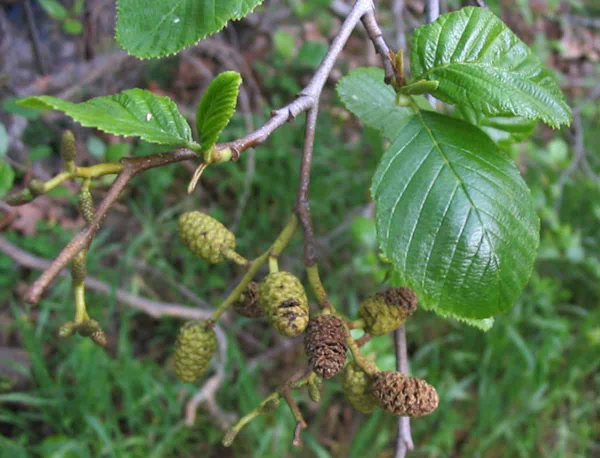 Close up of white alder leaves and cones.