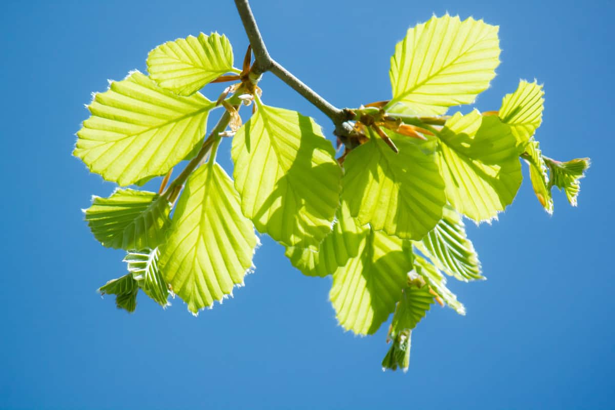 Close up of White alder leaves.