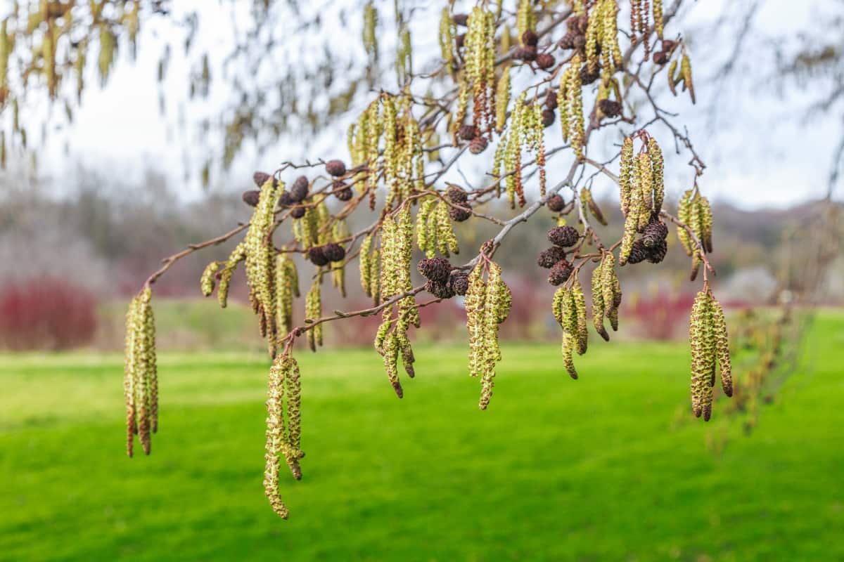 Close up of white alder catkins and cones.