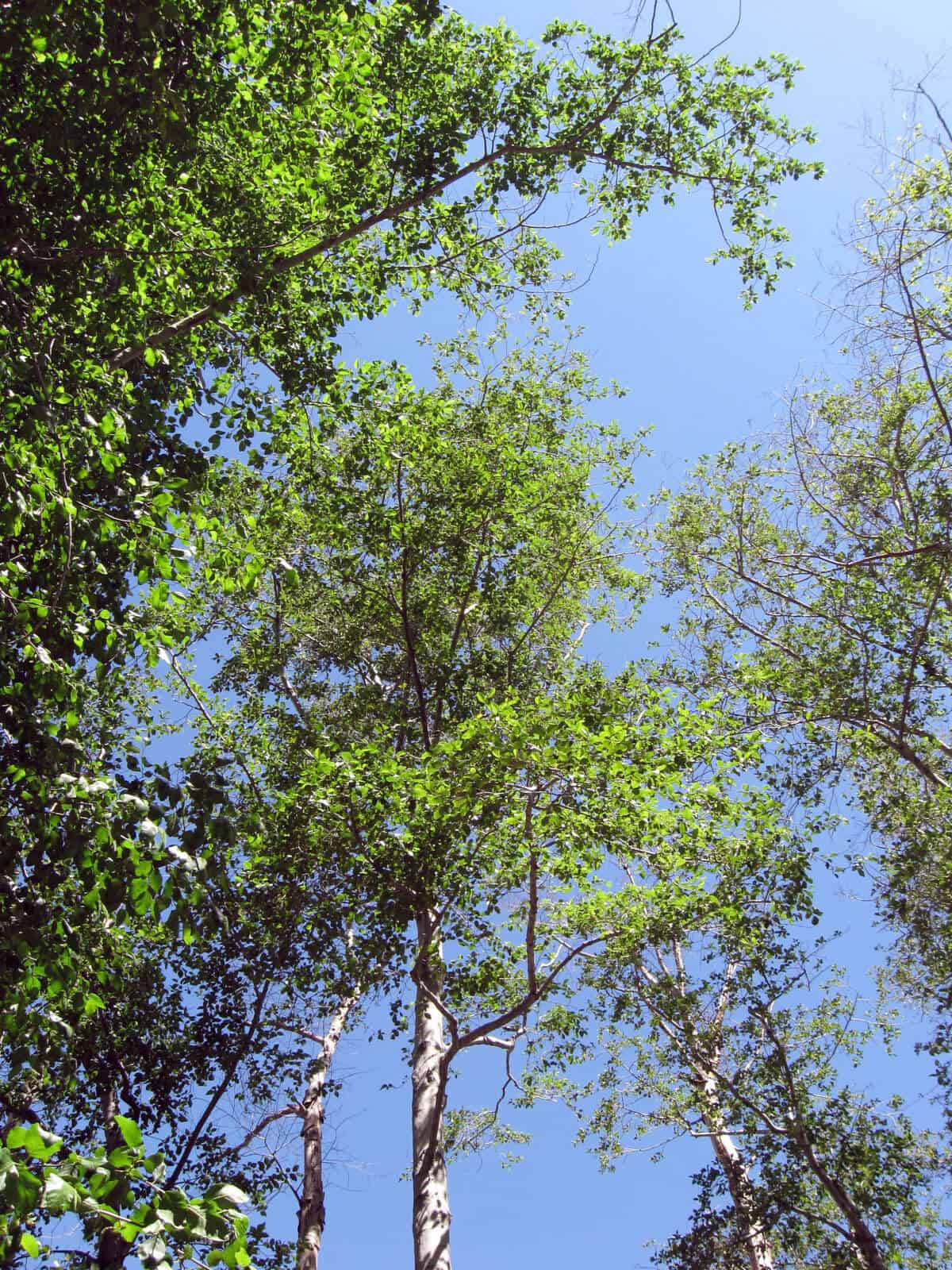 White Alder Trees.