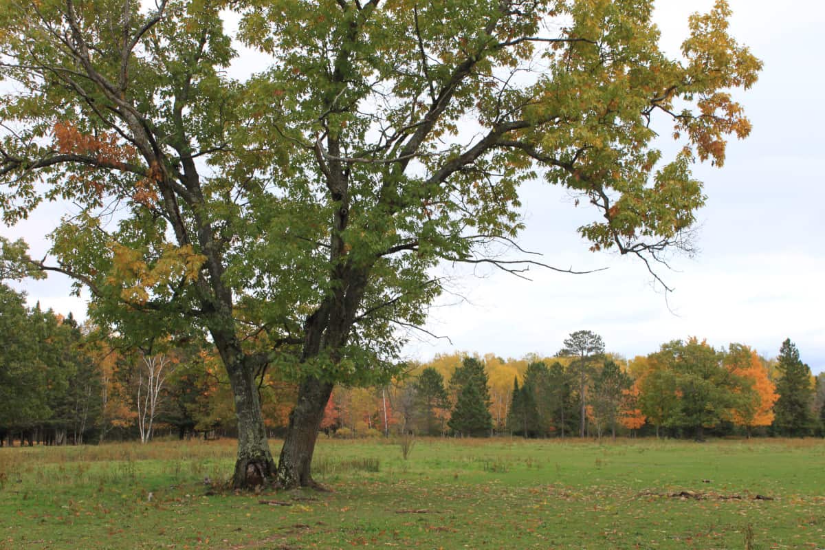 A silver maple tree in a field.
