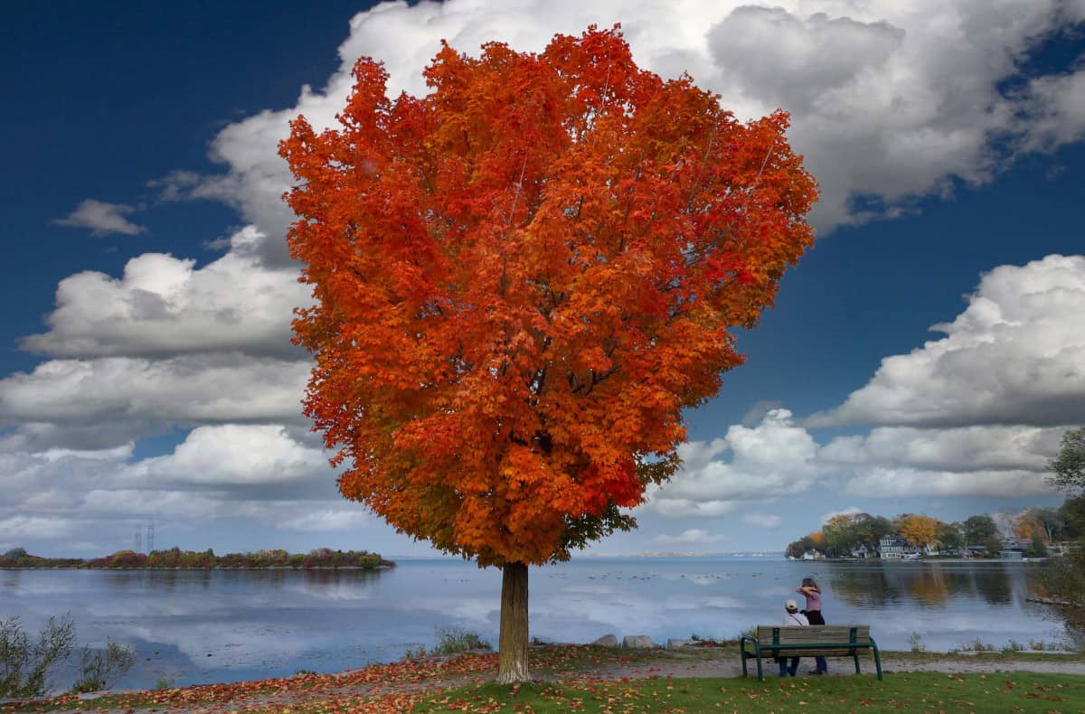 An autumnal looking southern sugar maple next to a lake