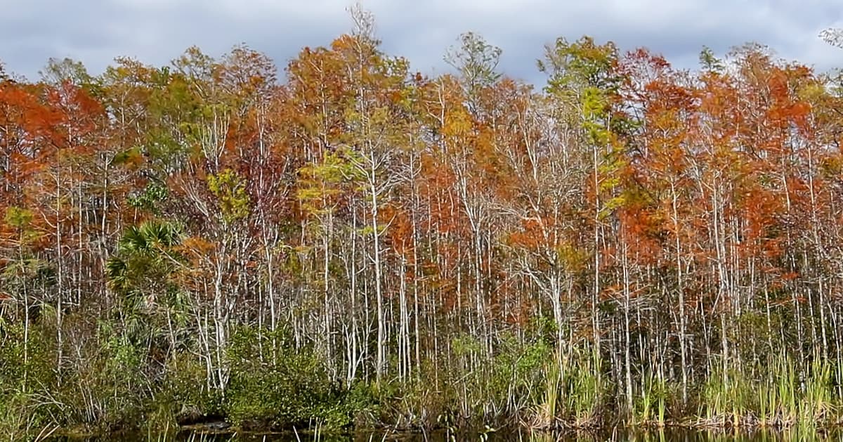 A southern sugar maple forest in autumn.