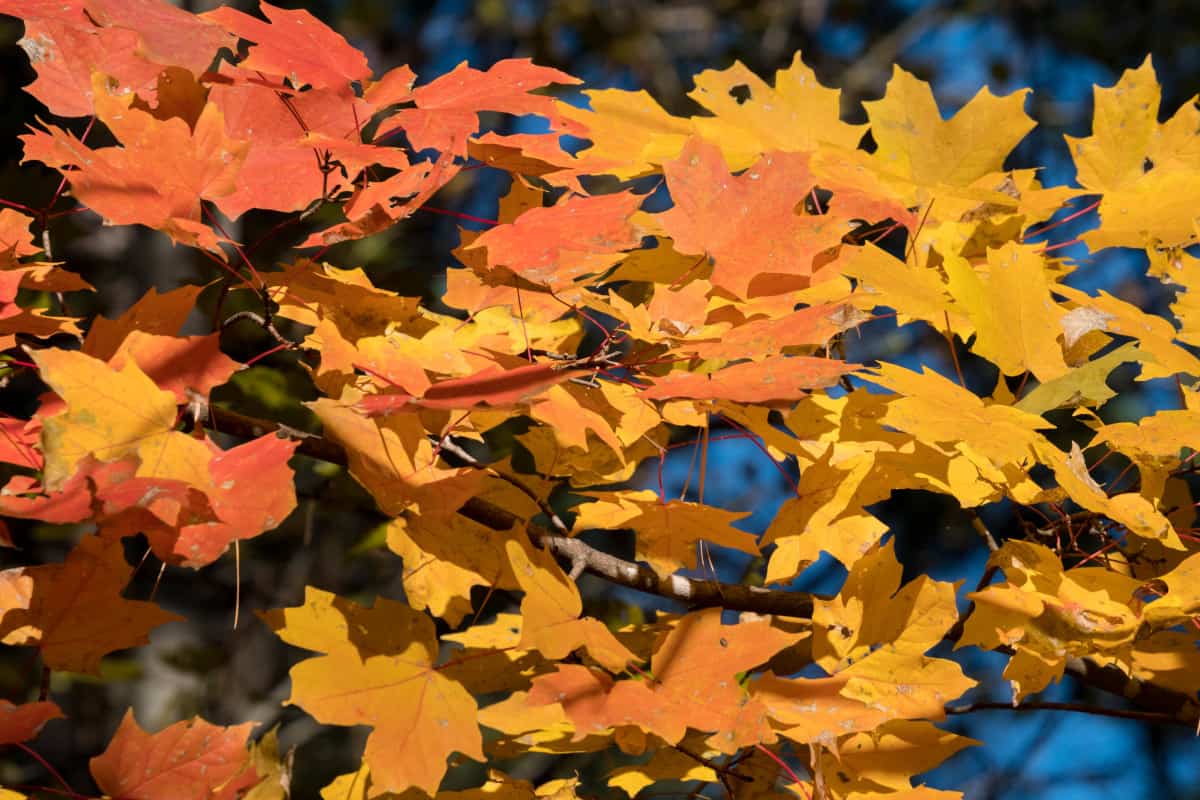 Close up of southern sugar maple leaves in autumn.
