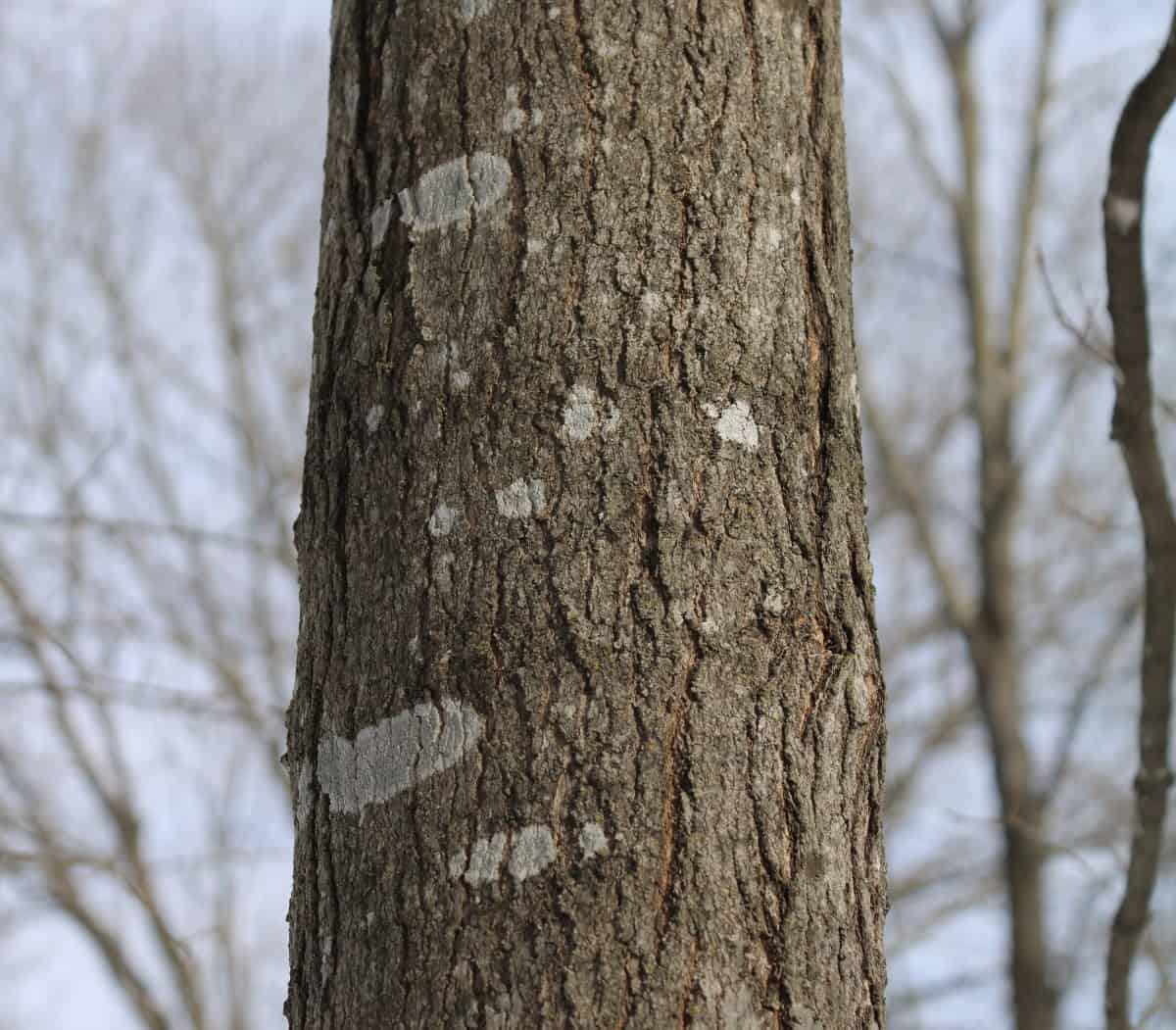 Close up of southern sugar maple tree trunk and bark.