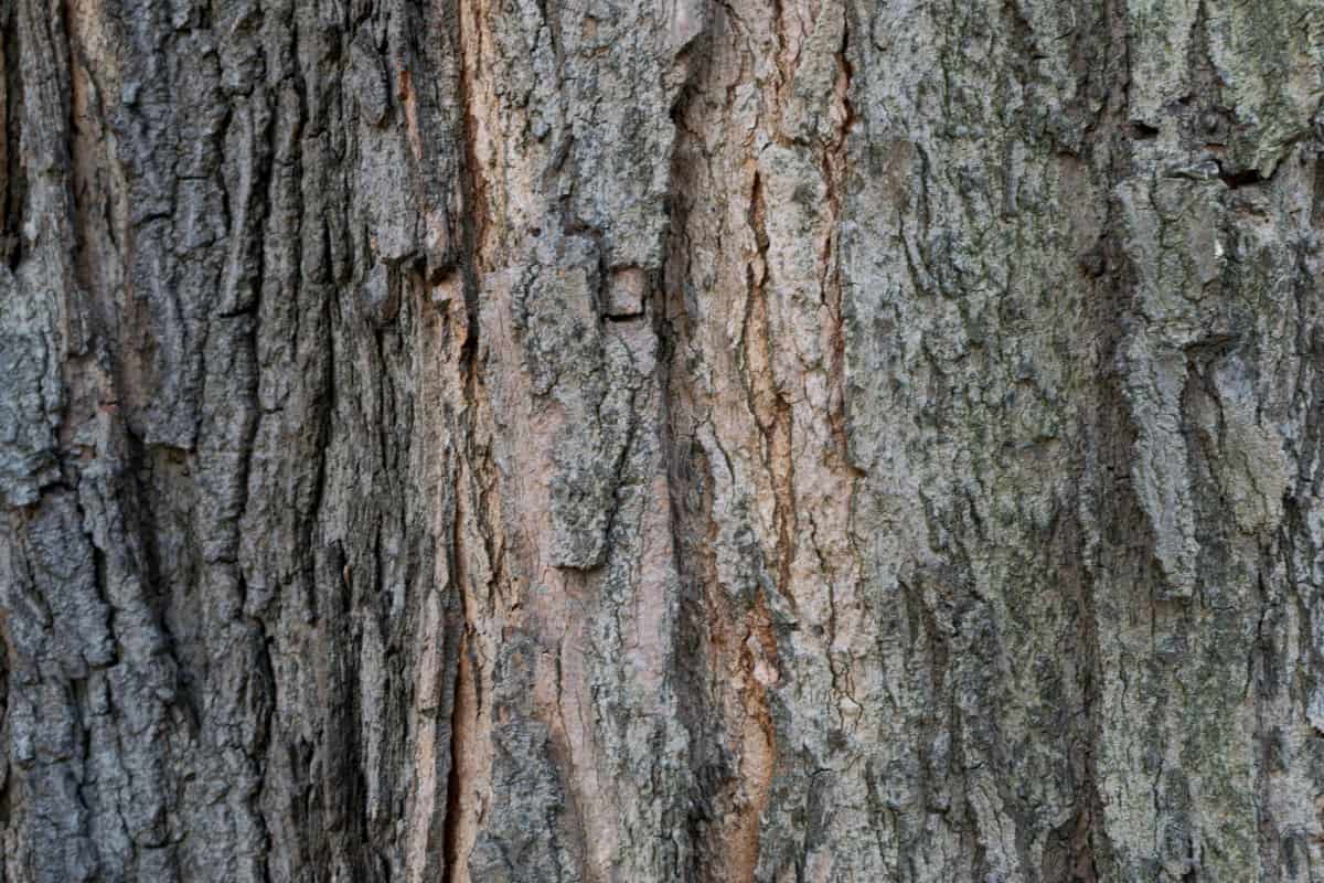 A close up of sugar maple bark.