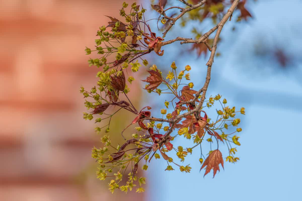 Close up of sugar maple flowers.