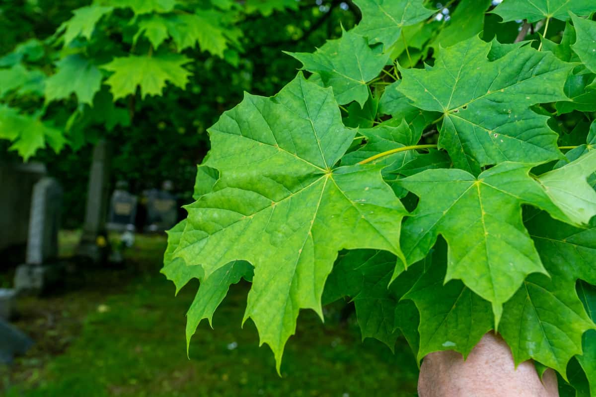 A close up of sugar maple tree leaves.