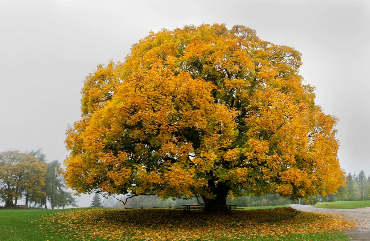 Wide angle view of a golden Maple tree in autumn