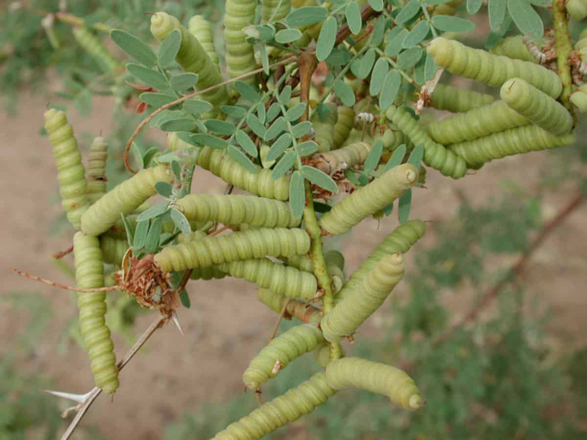 Close up of Screwbean Mesquite beans