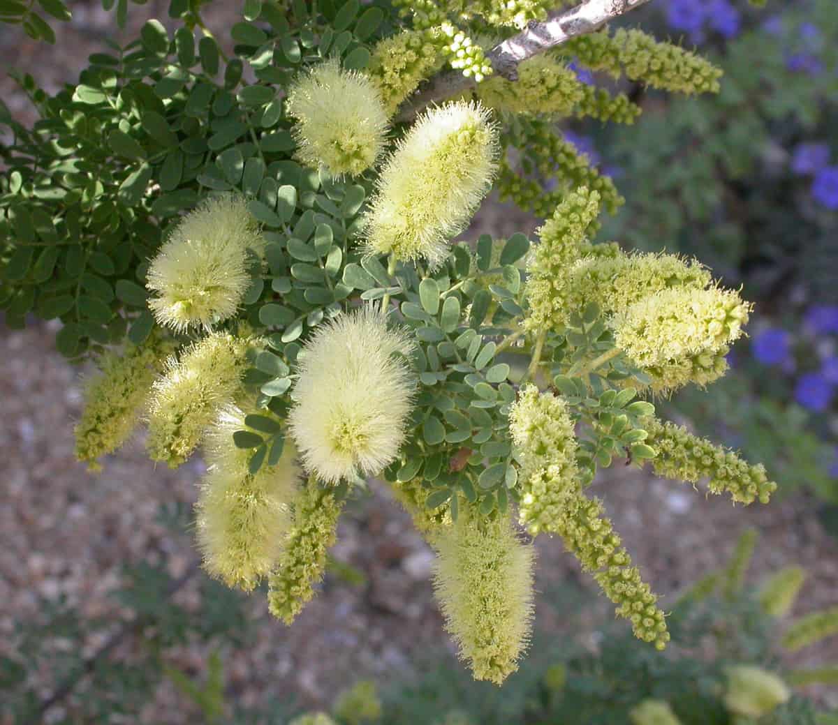 Close up of screwbean Mesquite tree flowers.