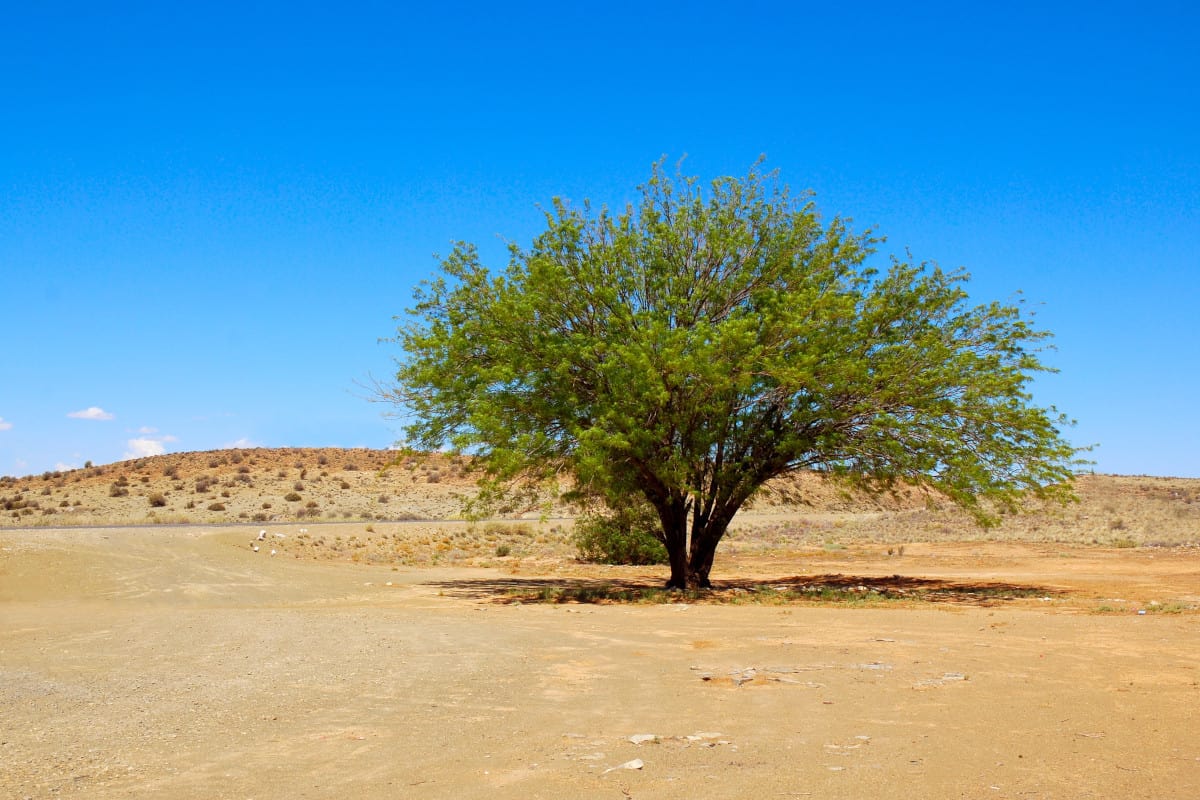 A lonesome Mesquite tree in the desert.