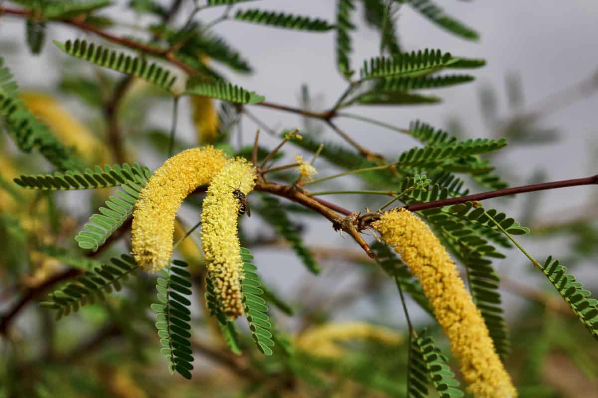 Close up of Mesquite tree leaves and flowers.