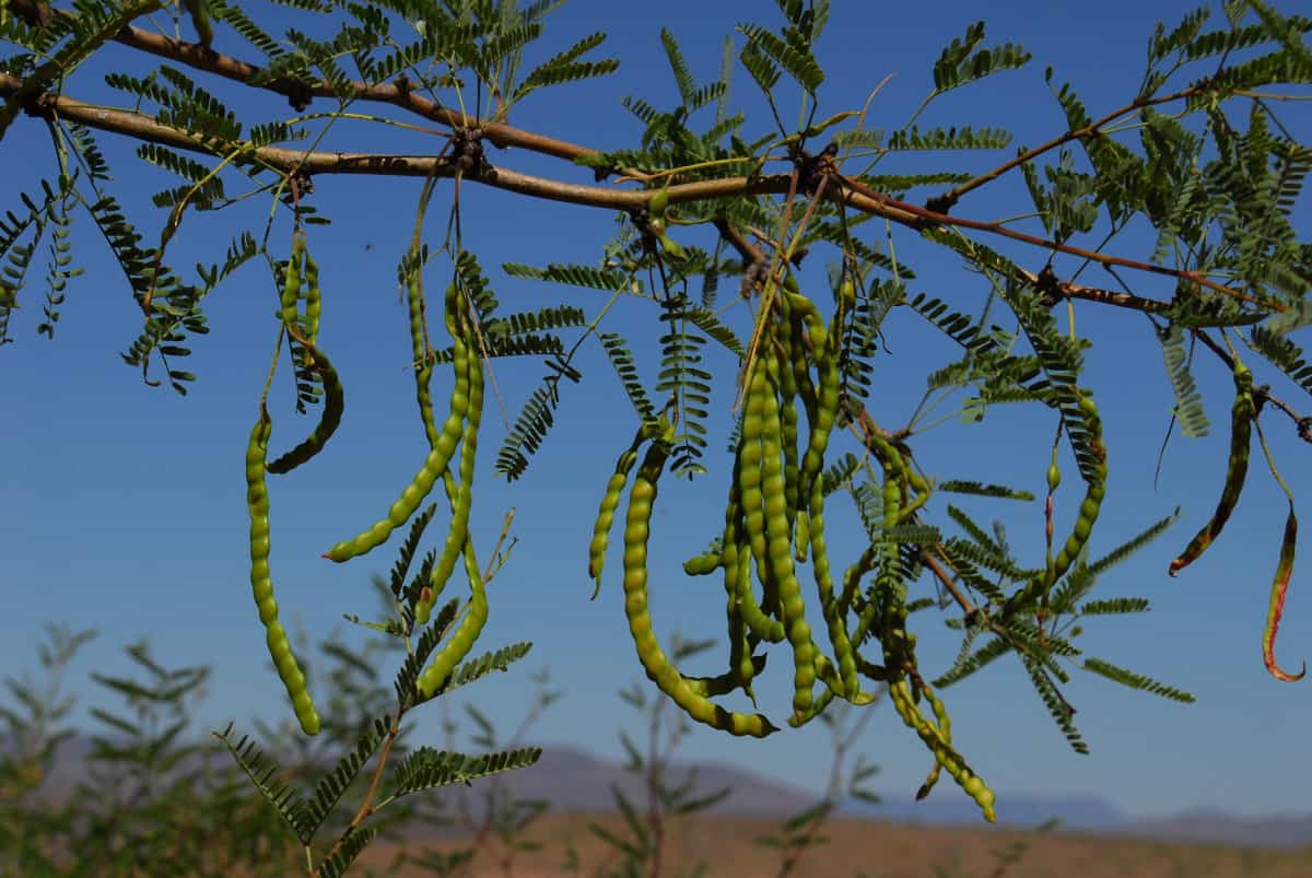Close up of Mesquite tree branch with seeds.