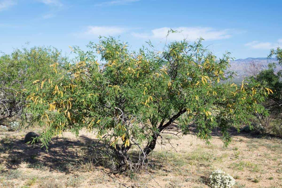 A Mesquite tree on dry land.