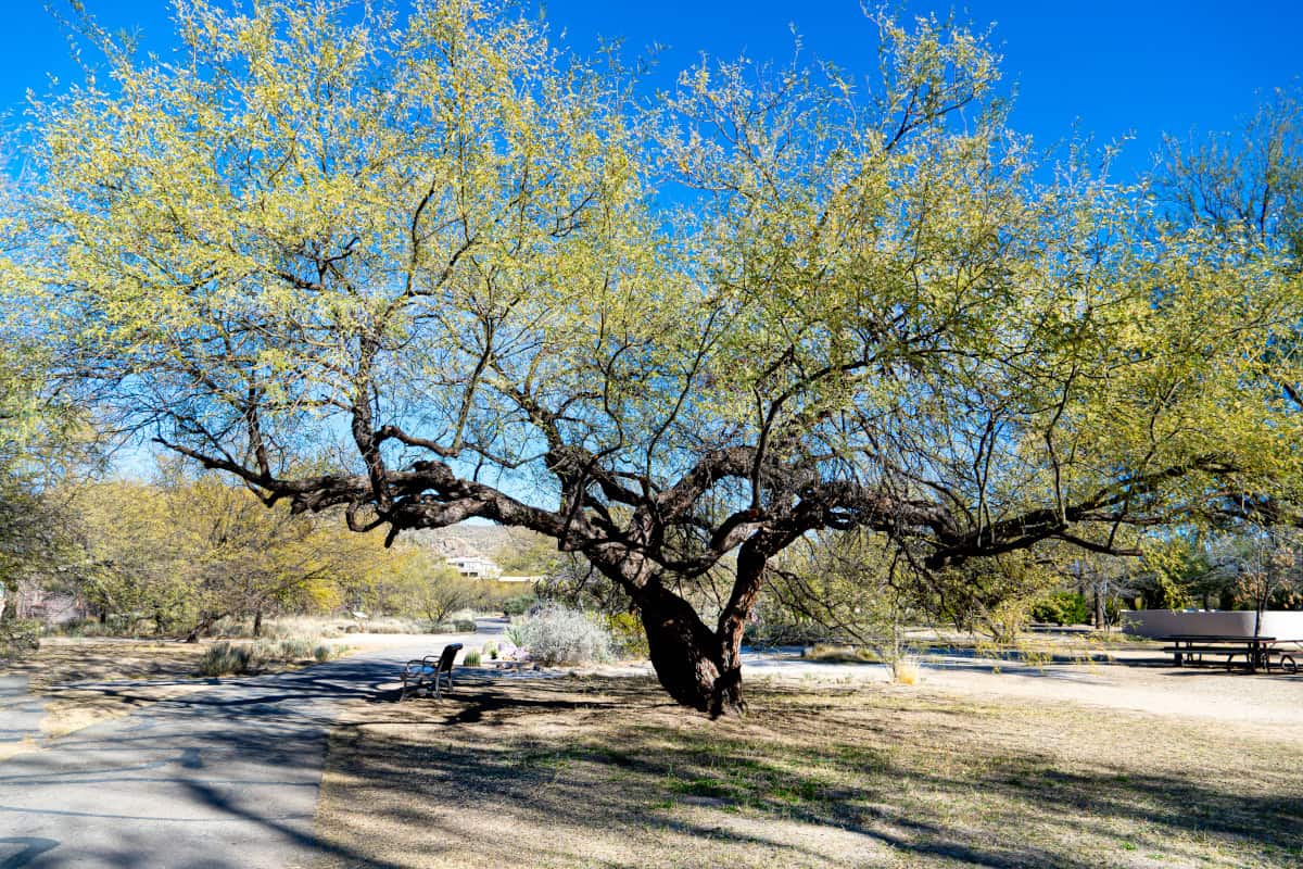 Wide angle view of a velvet Mesquite tree