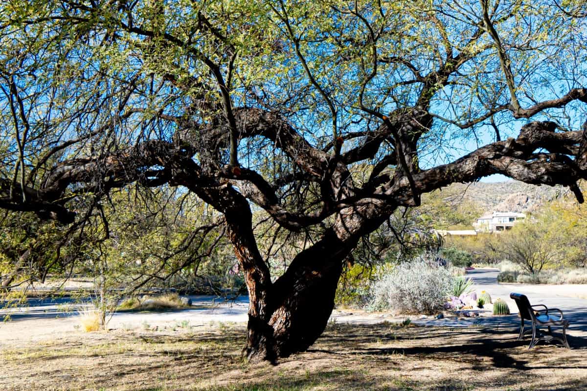 A velvet mesquite tree trunk and bark