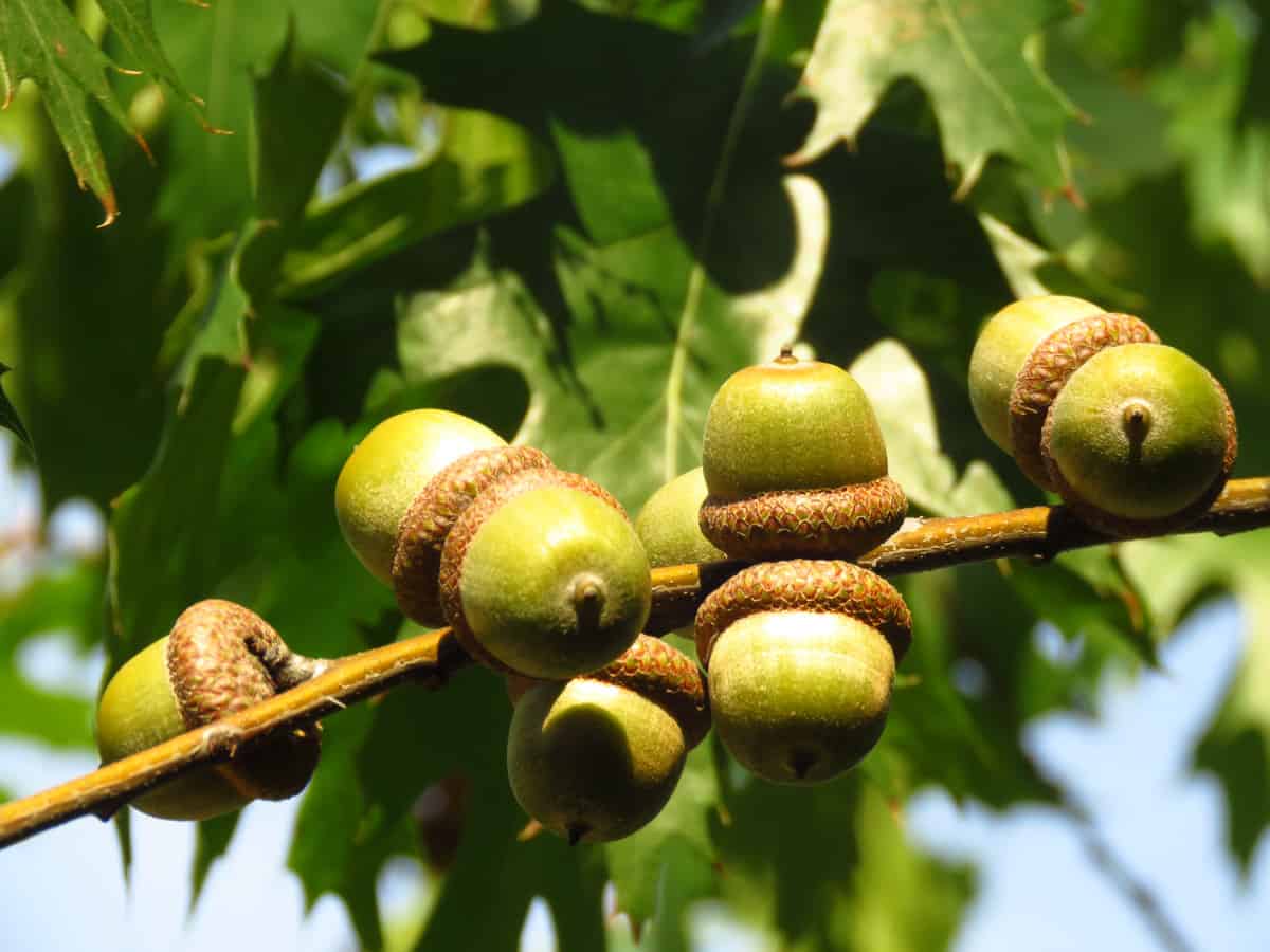 Close up of red oak acorns on the branch.