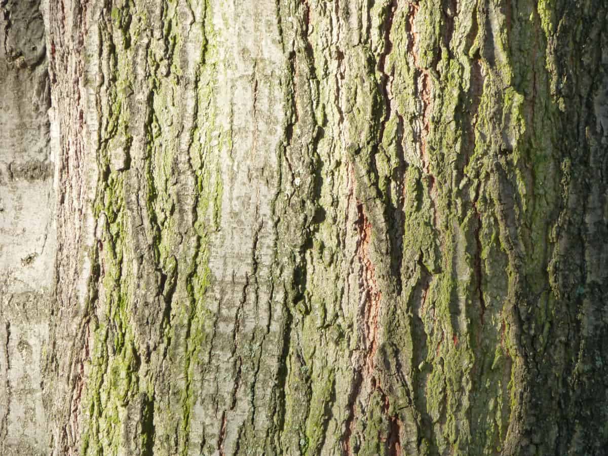 Close up of red oak tree bark.