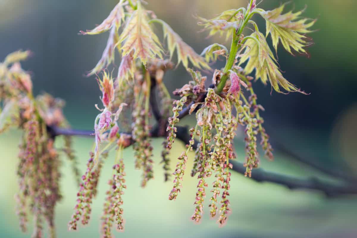 Close up of red oak tree blossom.