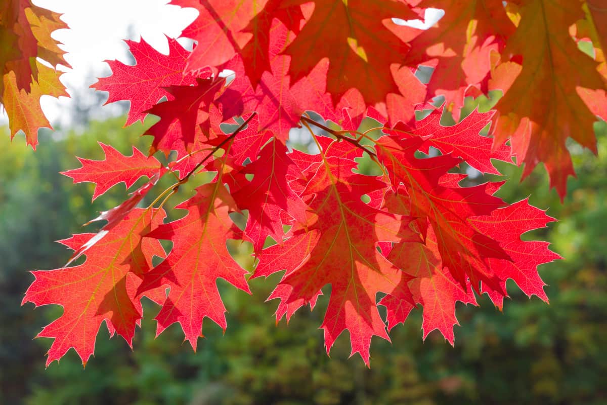 Close up of red oak tree leaves.