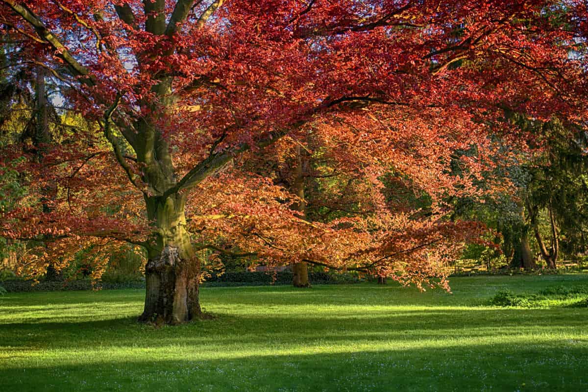 A red oak tree.