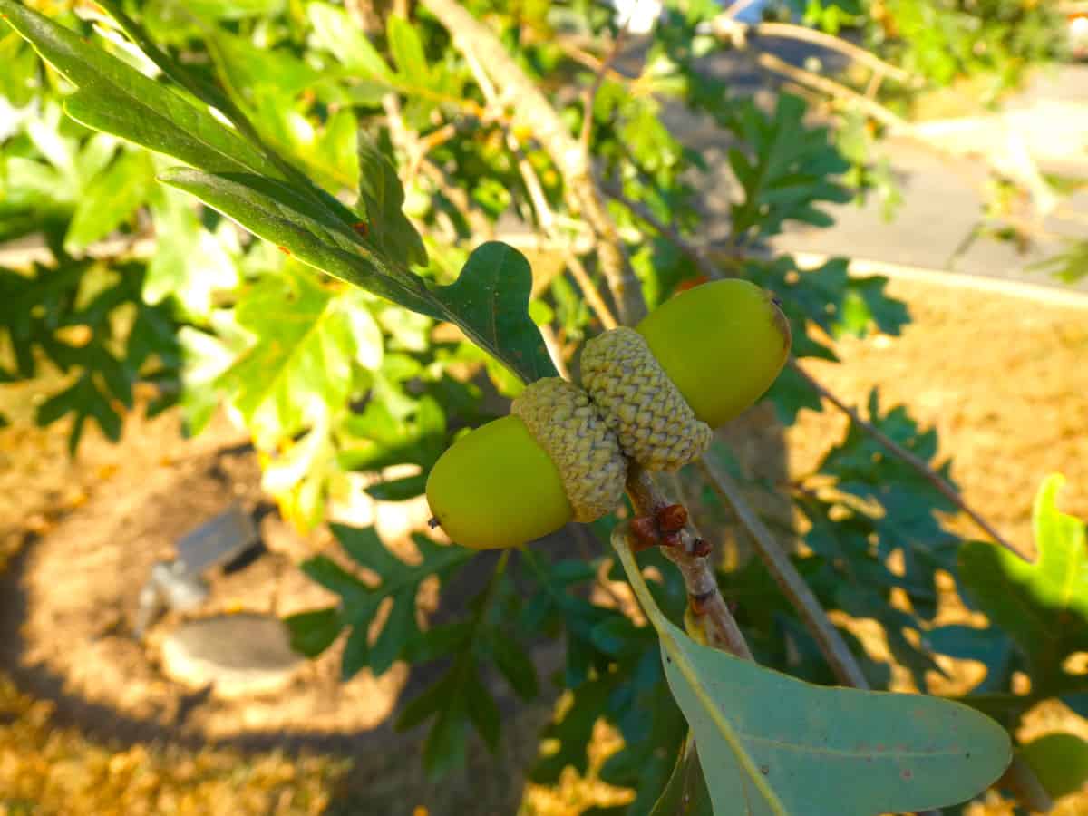 Close up of white oak leaves and acorns.