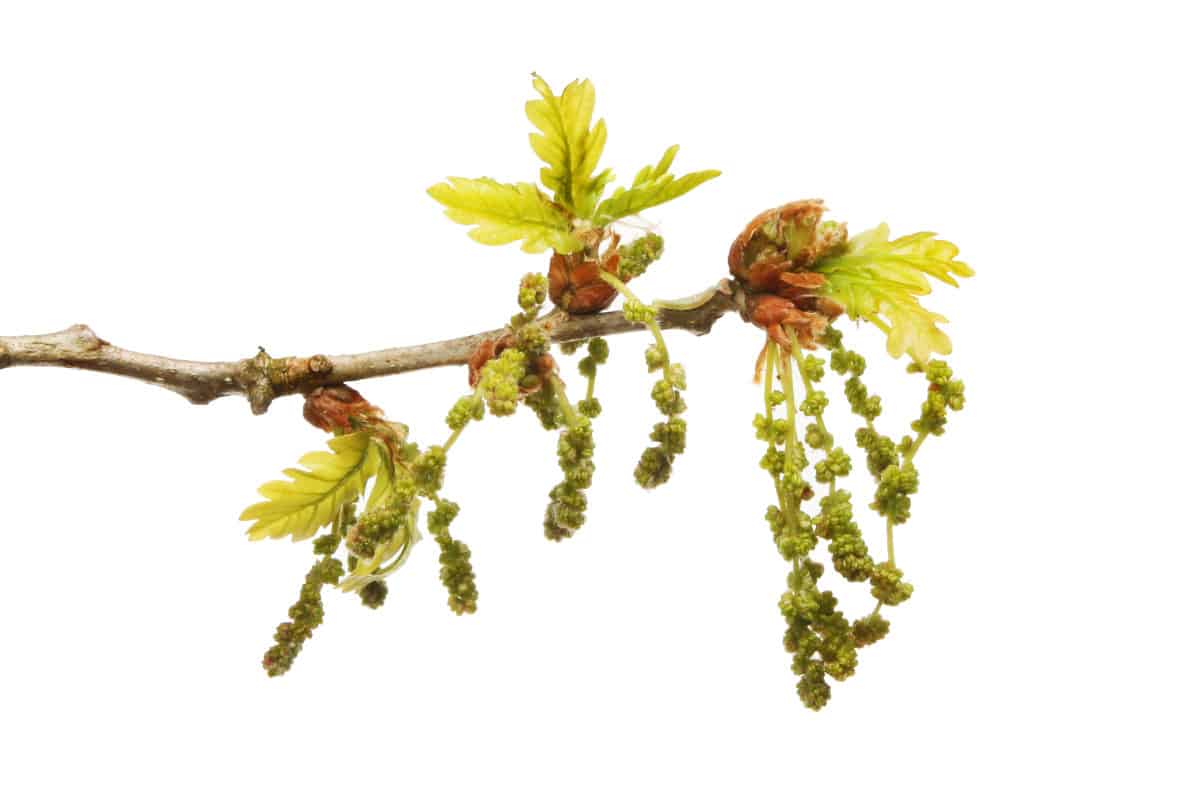 Close up of white oak buds and flowers isolated on white.