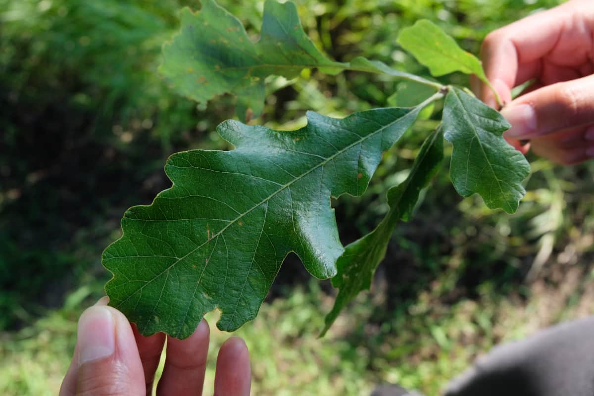 Close up of white oak tree leaves in a mans hands