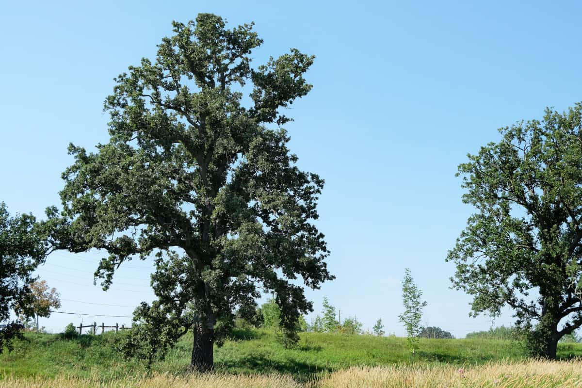 Two white oak trees in a field.