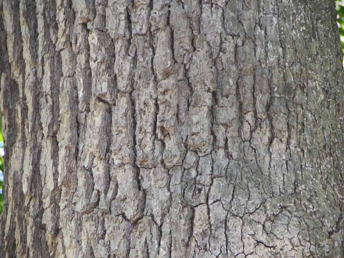 Close up of white oak tree bark.