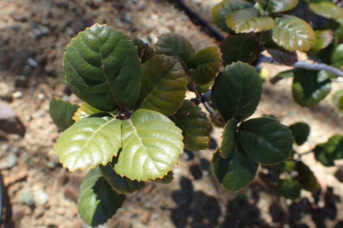 close up of golden oak tree leaves.