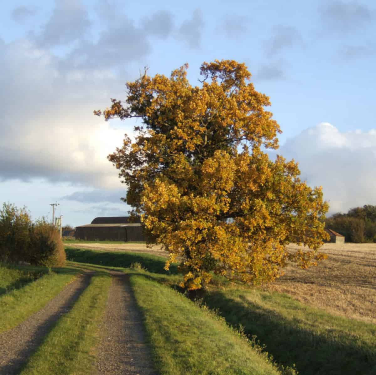 Wide angle view of a golden oak tree at edge of farmers field