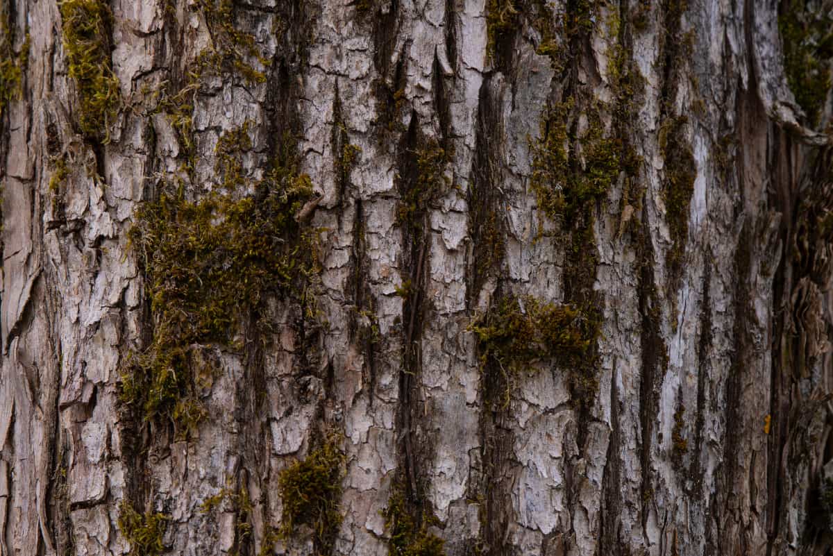 Close up of olive tree bark.