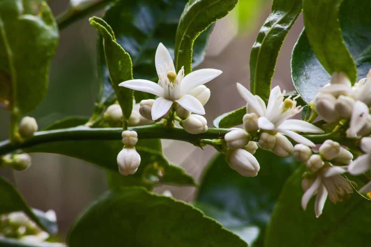 Close up of olive tree leaves and flowers.