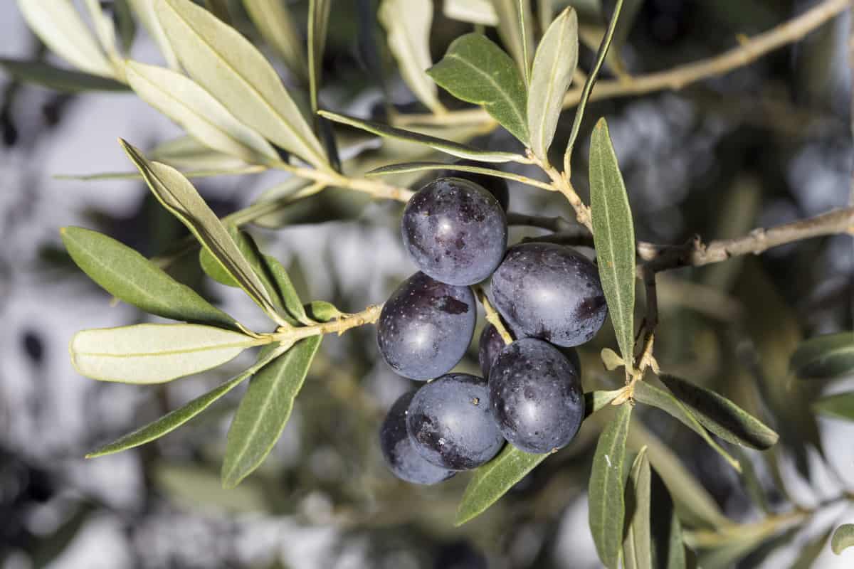 Close up of olive tree leaves and black fruit.