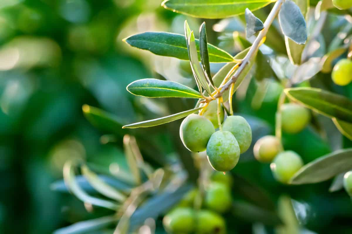 Close up of olive tree leaves and fruit.