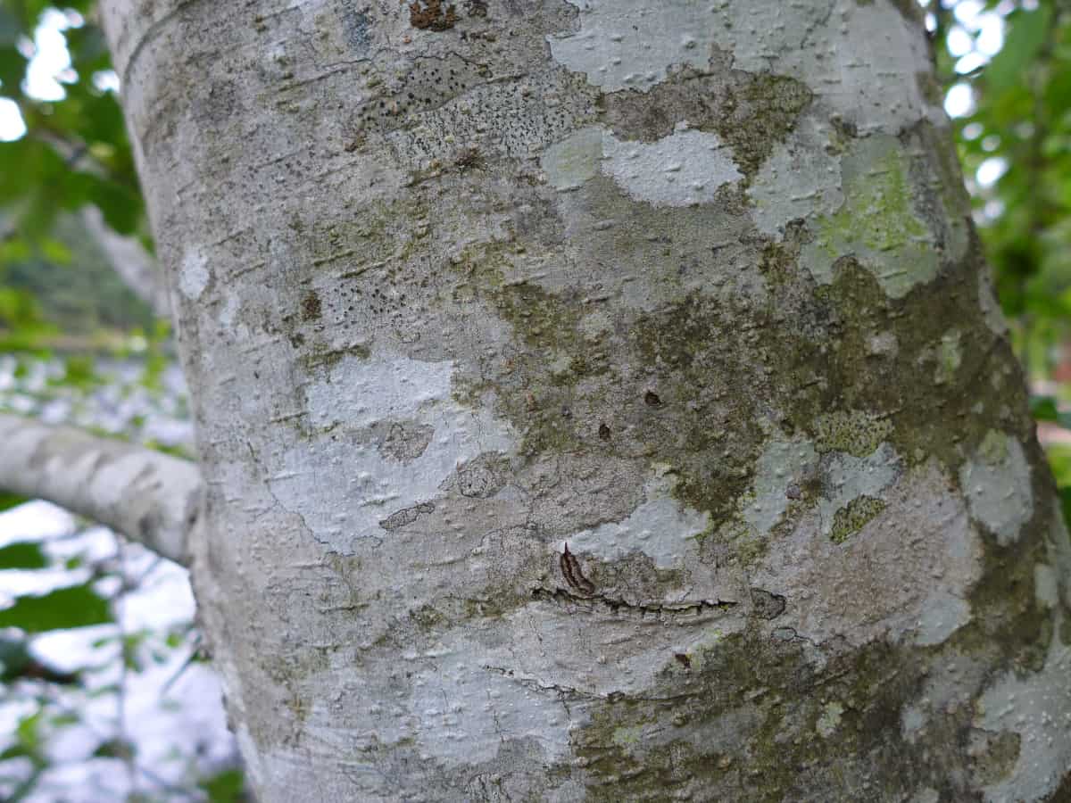 Close up of red alder bark