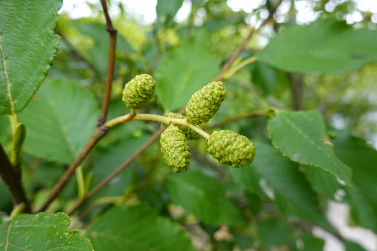 Close up of red alder cones and leaves.