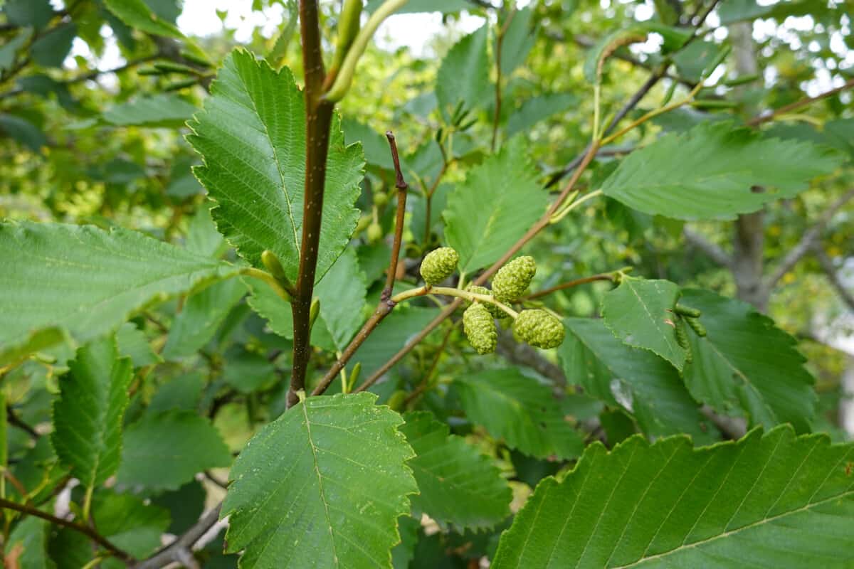 Close up of red alder leaves and fruit.