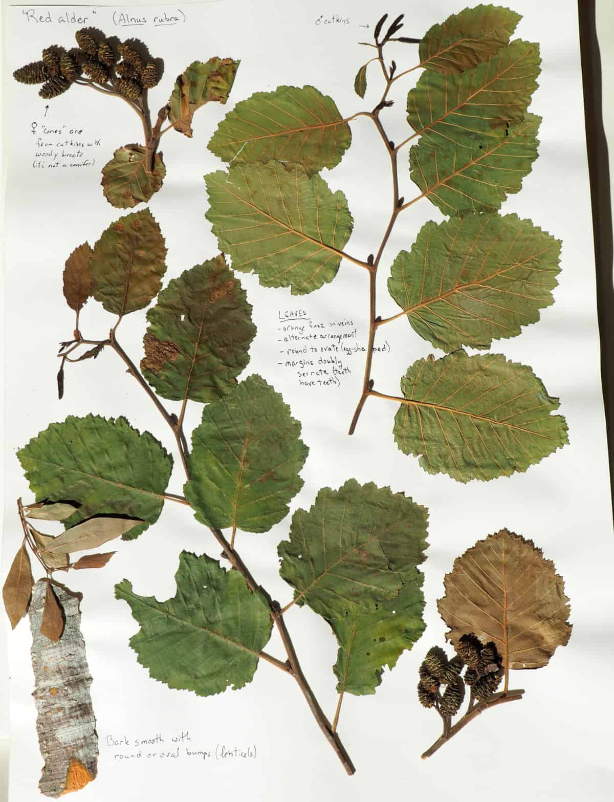 Red alder tree pressings of leaves, flowers, and bark.