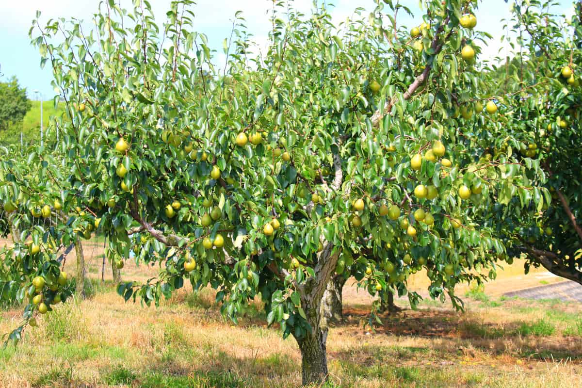 Wide angle view of a pear tree bearing fruit, in an orchard.