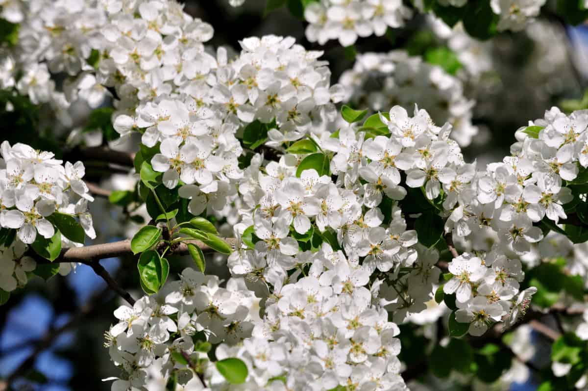 Close up of pear tree blossom.