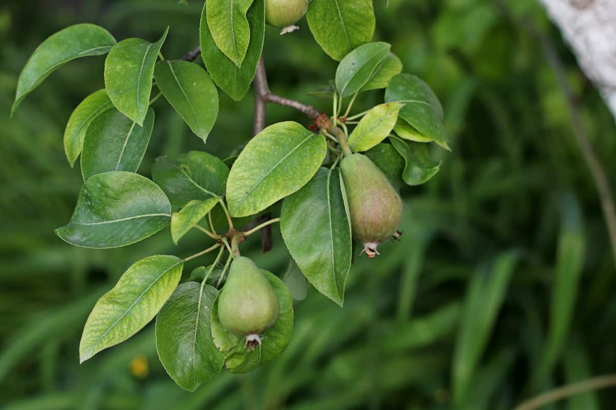 Close up of pear tree leaves and fruit.