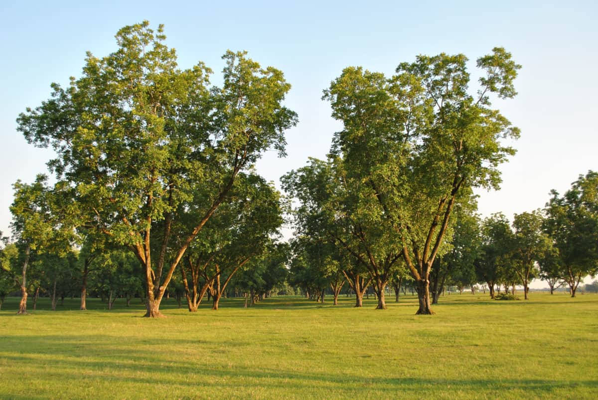 A pecan tree grove