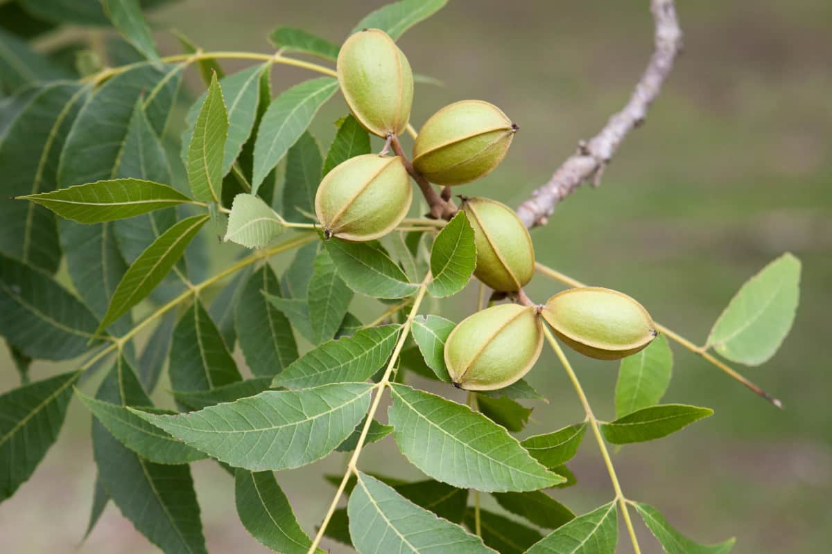 Close up of pecan leaves and nuts on the tree.