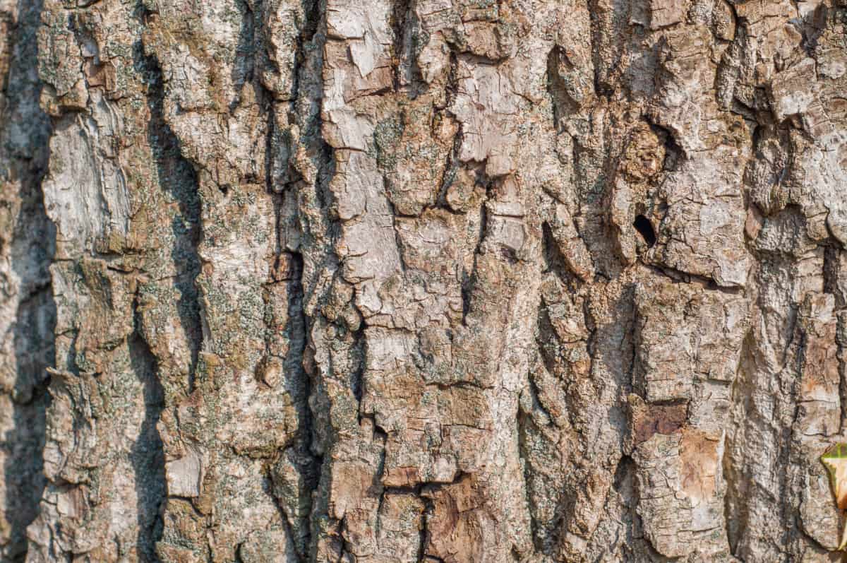 Close up of walnut tree bark.